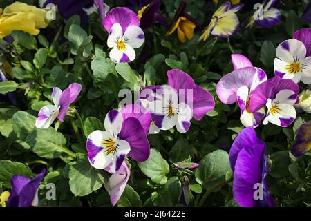 Viola tricolor oder wilder Stiefmütterchen Stockfoto