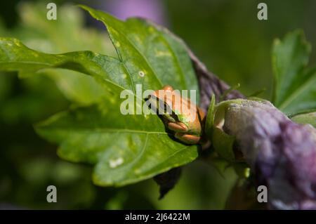 Nahaufnahme eines Pazifischen Baumfrosches (Pseudacris regilla), der sich in den Blättern einer Rose of Sharon-Pflanze in einem Garten des Staates Washington versteckt. Stockfoto