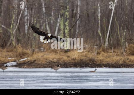 Weißkopfseeadler im Norden von Wisconsin. Stockfoto