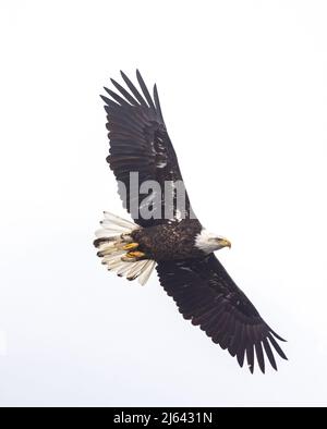Weißkopfseeadler im Norden von Wisconsin. Stockfoto