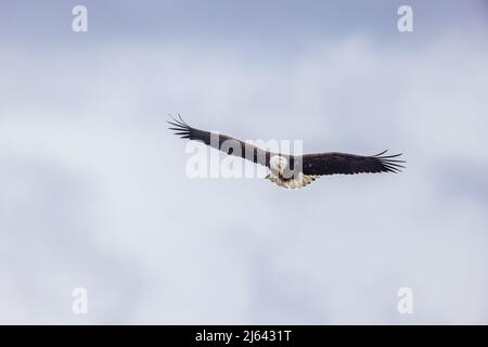Weißkopfseeadler im Norden von Wisconsin. Stockfoto