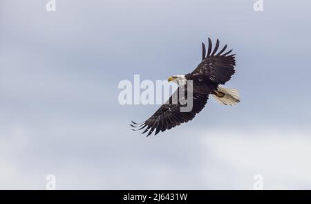 Weißkopfseeadler im Norden von Wisconsin. Stockfoto