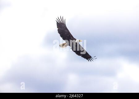Weißkopfseeadler im Norden von Wisconsin. Stockfoto