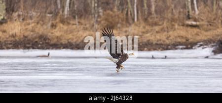 Weißkopfseeadler im Norden von Wisconsin. Stockfoto