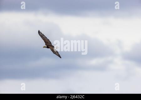 Weißkopfseeadler im Norden von Wisconsin. Stockfoto