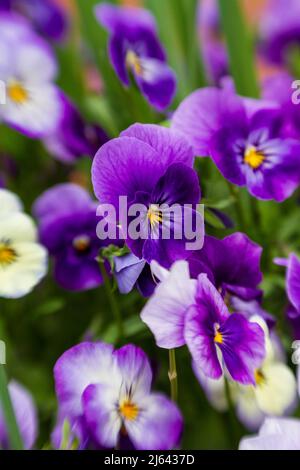 Violette und weiße Stiefmütterchen (Viola tricolor var hortensis) blühen in einem Frühlingsgarten, mit Fokus auf einer einzigen Blume in der Bildmitte. Stockfoto