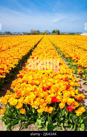 Reihen von leuchtend gelben und roten Tulpenblüten an einem sonnigen Tag im berühmten landwirtschaftlichen Gebiet Bollenstreek ("Bulb Area") im westlichen Teil Hollands. Stockfoto