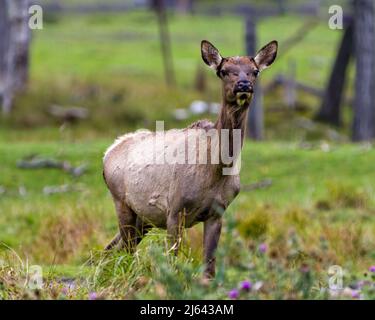 Elche weibliche Kuh Blick auf die Kamera mit einem verschwommenen Waldhintergrund und wilden Blumen in seiner Umgebung und Lebensraum Umgebung. Foto Von Red Deer. Stockfoto