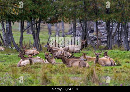 Elchweibchen, die auf dem Feld ruhen, mit einem unscharfen Waldhintergrund in ihrer Umgebung und ihrem Lebensraum. Gruppe von Tierelken. Stockfoto