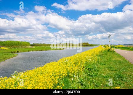 Malerische Aussicht auf gelbe Rapsblüten am Wasser im Erholungsgebiet Bentwoud im westlichen Teil der Niederlande Stockfoto