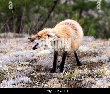 Roter Fuchs, der in der Frühjahrssaison auf weißem Moos steht, mit einem verschwommenen Waldhintergrund und offenem Mund, Zähnen und Ohren hinten, mit einem verrückten Blick. Stockfoto