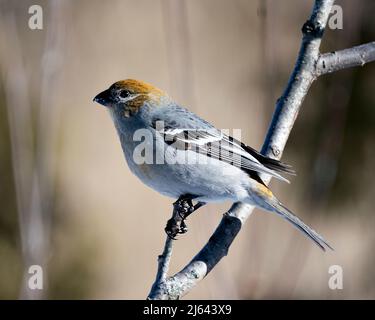 Nahaufnahme des Pine Grosbeak-Profils mit unscharfem Hintergrund in seiner Umgebung und seinem Lebensraum. Foto Mit Ripsschnabel. Bild. Bild. Hochformat. Stockfoto