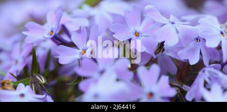 Nahaufnahme von violett-blauen Tönen der blühenden Waldphlox-Pflanze, Phlox divaricata Stockfoto