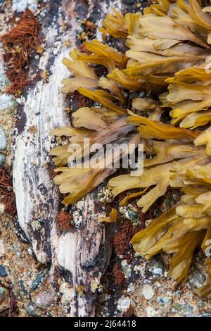 Gewöhnliches Steinkraut (Fucus gardneri), eine Braunalge und ein Stück Treibholz am Ufer des Hood Canal im US-Bundesstaat Washington. Stockfoto