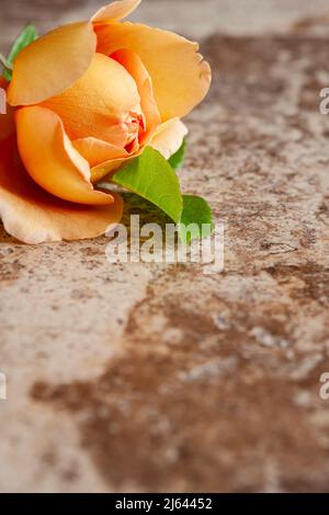 Nahaufnahme einer schönen Rose Knospe in Schattierungen von hellem Pfirsich und Orange mit grünem Laub auf einer warmen braunen Fliese, mit viel Kopieplatz. Stockfoto