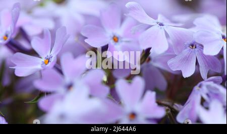 Nahaufnahme von violett-blauen Tönen der blühenden Waldphlox-Pflanze, Phlox divaricata Stockfoto