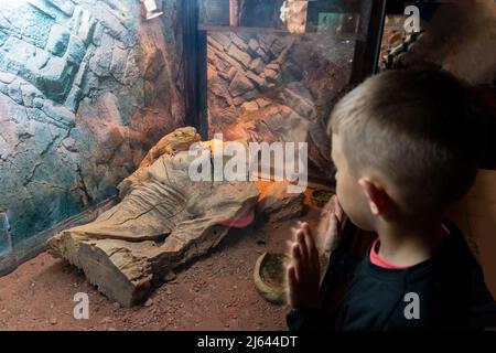 Junge, der im Zoo Leguane durch das Glas beobachtet Stockfoto