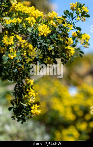 In der Nähe von süßen Ginster (genista stenopetala) Blumen in voller Blüte Stockfoto