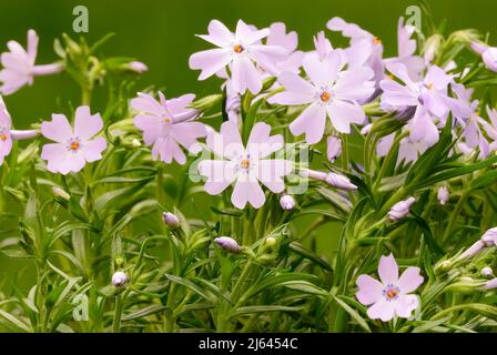 Phlox supulata Smaragdkissen blaue Blüten mit, Nahaufnahme. Blühende Frühlingspflanze, mehrjährig mit Knospen. Unscharfer natürlicher grüner Hintergrund. Stockfoto