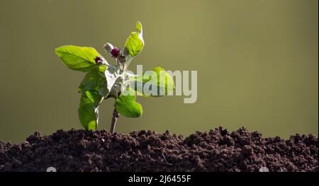 Ein kleiner Apfelbaum mit Blüten, die aus dem Boden gekeimt sind. Stockfoto