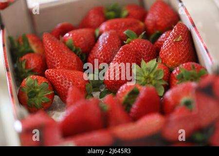Leckere Erdbeeren in Kartons in West Sussex, Großbritannien. Stockfoto