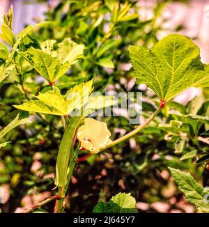 Okra, Okro, Ladies' Fingers Pflanzen mit Früchten und Blumen, in strahlendem jamaikanischen Sonnenschein. Natürliches Pflanzenportrait Stockfoto