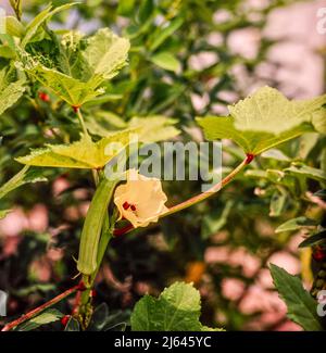 Okra, Okro, Ladies' Fingers Pflanzen mit Früchten und Blumen, in strahlendem jamaikanischen Sonnenschein. Natürliches Pflanzenportrait Stockfoto