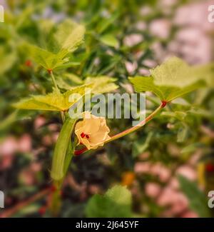 Okra, Okro, Ladies' Fingers Pflanzen mit Früchten und Blumen, in strahlendem jamaikanischen Sonnenschein. Natürliches Pflanzenportrait Stockfoto