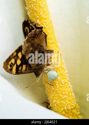 Britische Krabbenspinne, Misumena vatia, mit gefangenem Speckfeld-Holzschmetterling, Pararge aegeria, in der Blütenspathe einer Calla-Lilie, Zantedeschia aethiopica Stockfoto