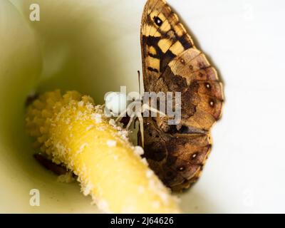 Britische Krabbenspinne, Misumena vatia, mit gefangenem Speckfeld-Holzschmetterling, Pararge aegeria, in der Blütenspathe einer Calla-Lilie, Zantedeschia aethiopica Stockfoto
