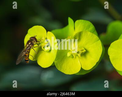 Weibliche UK-Marmelade, Schwebfliege, Episyrphus balteatus, nectaring on the springblühende purpurrote Holzspurge, Ephorbia amygdaloides 'Purpurea' Stockfoto