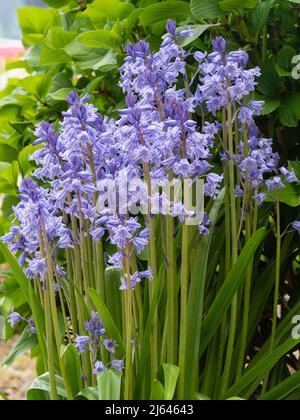 Blau gestreifte Blüten des kräftigen, frühlingsblühenden spanischen Bluebells, Hyacinthoides x massartiana Stockfoto