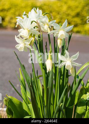 Weiße Frühlingsblumen des winterharten Triandrus daffodil, Narcissus 'Thalia' Stockfoto