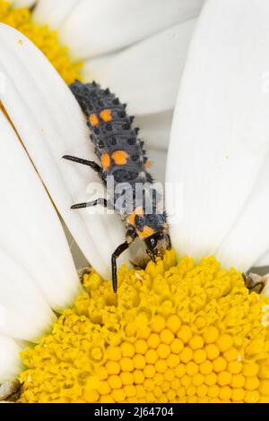 Marienkäfer (Coccinella septempunctata) mit sieben Flecken auf Laub in einem Garten oder im Freien, Hertfordshire, Großbritannien Stockfoto