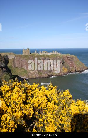 Dunnottar Castle,Stonehaven, Aberdeenshire, Schottland, Vereinigtes Königreich. Eine zerstörte mittelalterliche Festung auf einer felsigen Landzunge an der Nordostküste Schottlands, etwa 2 Meilen südlich von Stonehaven. Die erhaltenen Gebäude stammen größtenteils aus dem 15.. Und 16.. Jahrhundert, aber es wird angenommen, dass die Stätte im frühen Mittelalter befestigt wurde. Auf einem 160 Meter hohen Felsen gelegen und auf drei Seiten von der Nordsee umgeben, waren diese dramatischen und eindrucksvollen Ruinen auf einer Klippe einst eine uneinnehmbare Festung des Earls Marischal, einst eine der mächtigsten Familien Schottlands. Stockfoto