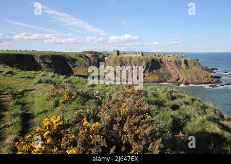 Dunnottar Castle,Stonehaven, Aberdeenshire, Schottland, Vereinigtes Königreich. Eine zerstörte mittelalterliche Festung auf einer felsigen Landzunge an der Nordostküste Schottlands, etwa 2 Meilen südlich von Stonehaven. Die erhaltenen Gebäude stammen größtenteils aus dem 15.. Und 16.. Jahrhundert, aber es wird angenommen, dass die Stätte im frühen Mittelalter befestigt wurde. Auf einem 160 Meter hohen Felsen gelegen und auf drei Seiten von der Nordsee umgeben, waren diese dramatischen und eindrucksvollen Ruinen auf einer Klippe einst eine uneinnehmbare Festung des Earls Marischal, einst eine der mächtigsten Familien Schottlands. Stockfoto