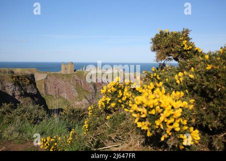 Dunnottar Castle,Stonehaven, Aberdeenshire, Schottland, Vereinigtes Königreich. Eine zerstörte mittelalterliche Festung auf einer felsigen Landzunge an der Nordostküste Schottlands, etwa 2 Meilen südlich von Stonehaven. Die erhaltenen Gebäude stammen größtenteils aus dem 15.. Und 16.. Jahrhundert, aber es wird angenommen, dass die Stätte im frühen Mittelalter befestigt wurde. Auf einem 160 Meter hohen Felsen gelegen und auf drei Seiten von der Nordsee umgeben, waren diese dramatischen und eindrucksvollen Ruinen auf einer Klippe einst eine uneinnehmbare Festung des Earls Marischal, einst eine der mächtigsten Familien Schottlands. Stockfoto