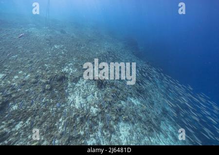 Meereslandschaft mit Fischschule, Boga Fisch im Korallenriff der Karibik, Curacao Stockfoto