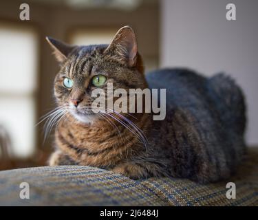 Erwachsene tabby Katze entspannen auf einem Stuhl Stockfoto