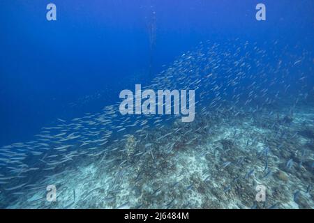 Meereslandschaft mit Fischschule, Boga Fisch im Korallenriff der Karibik, Curacao Stockfoto