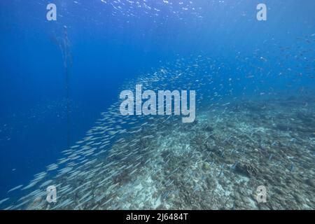 Meereslandschaft mit Fischschule, Boga Fisch im Korallenriff der Karibik, Curacao Stockfoto