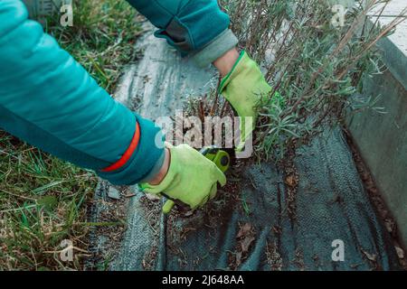Frau reicht im Garten Gummihandschuhe mit einer Gartenschere, die verwelkende Blumen auf Lavendelbusch abschneidet Stockfoto