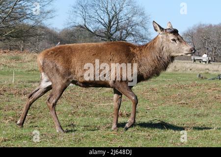 Hirsche im Richmond Park wandern frei herum und haben eine wichtige Rolle in der Geschichte des Parks gespielt und auch die Landschaft geprägt. 630 Rotwild und Damwild sind seit 1637 frei unterwegs. Es ist eine große Attraktion und zieht Besucher aus der ganzen Welt an. Stockfoto