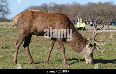 Hirsche im Richmond Park wandern frei herum und haben eine wichtige Rolle in der Geschichte des Parks gespielt und auch die Landschaft geprägt. 630 Rotwild und Damwild sind seit 1637 frei unterwegs. Es ist eine große Attraktion und zieht Besucher aus der ganzen Welt an. Stockfoto