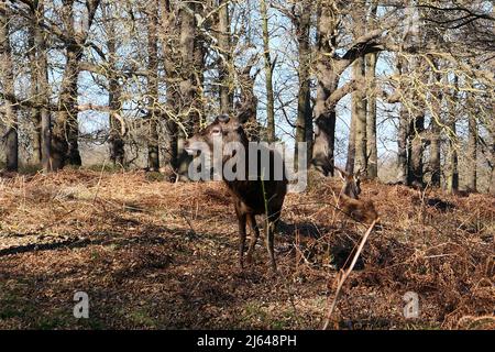 Hirsche im Richmond Park wandern frei herum und haben eine wichtige Rolle in der Geschichte des Parks gespielt und auch die Landschaft geprägt. 630 Rotwild und Damwild sind seit 1637 frei unterwegs. Es ist eine große Attraktion und zieht Besucher aus der ganzen Welt an. Stockfoto