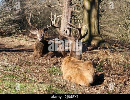Hirsche im Richmond Park wandern frei herum und haben eine wichtige Rolle in der Geschichte des Parks gespielt und auch die Landschaft geprägt. 630 Rotwild und Damwild sind seit 1637 frei unterwegs. Es ist eine große Attraktion und zieht Besucher aus der ganzen Welt an. Stockfoto