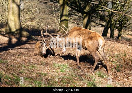 Hirsche im Richmond Park wandern frei herum und haben eine wichtige Rolle in der Geschichte des Parks gespielt und auch die Landschaft geprägt. 630 Rotwild und Damwild sind seit 1637 frei unterwegs. Es ist eine große Attraktion und zieht Besucher aus der ganzen Welt an. Stockfoto