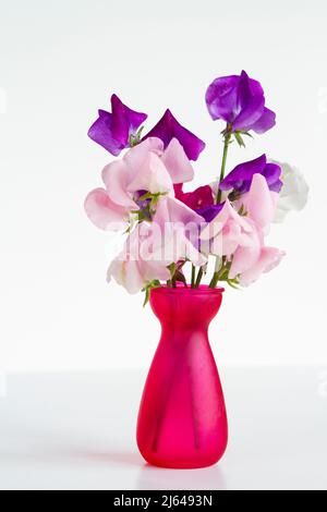 Ein kleiner Strauß zartvioletter, rosa und weißer süßer Erbsenblüten (Lathyrus odoratus) in einer leuchtend rosa Vase vor weißem Hintergrund. Stockfoto