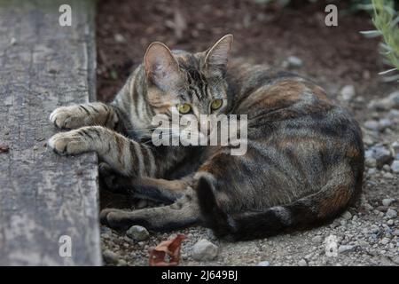 Eine ziemlich kurzhaarige, gestromte Katze, die sich im Dreck niederlegt, mit Pfoten, die auf dem Holzrand eines Gartenbeckens ruhen. Stockfoto