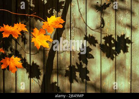 Helle Ahornzweige und ihre Schatten auf dem Hintergrund der Vintage-Holzwand Stockfoto